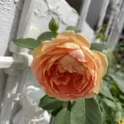 まな