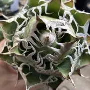 b_plants53の画像