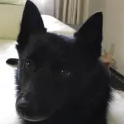 りんころ