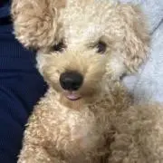 ちぇりーぶろっさむ