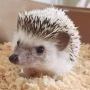 くーこ
