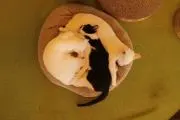 wolfsの画像
