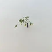 おもちの画像