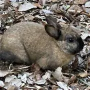 みじんこの画像