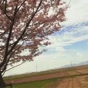 miの画像