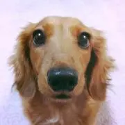 あおいの画像