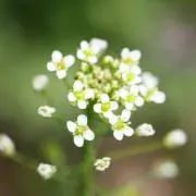 ぺんぺん草