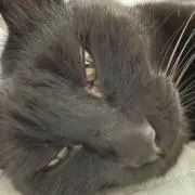 しおの画像