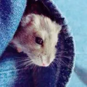 ぴー助の画像