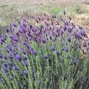 ☆lavenderの画像