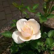 maman