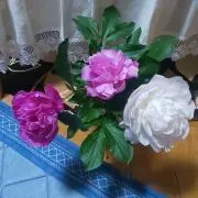 はな