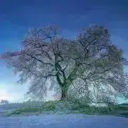 c.b.aの画像