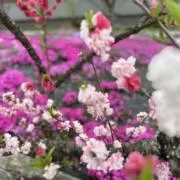 まろまろ♡の画像