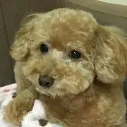 Chocoの画像
