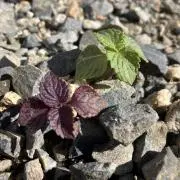 信州無農薬栽培の画像