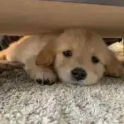 HIRO