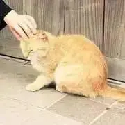 ゴマちゃんの画像