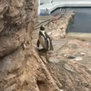 キムラの画像