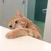 ころっけの画像
