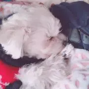 彩の画像