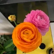 Y.Y