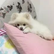Sの画像