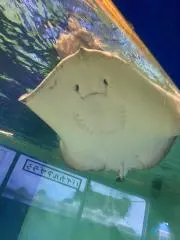 スポンジボブ⭐︎
