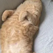 むっち