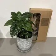 mokaの画像