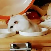 とりこ