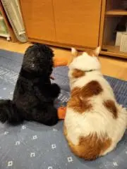 ねこのkaiの画像