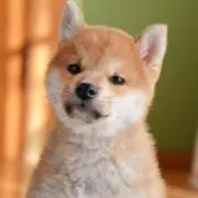 somの画像