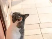 ぽんずの画像