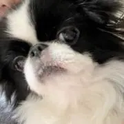 さくら