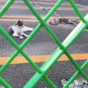 おかかの画像