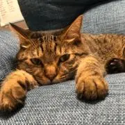 ねこ