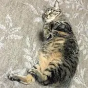 sasa