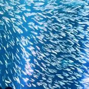 ぼうさんの画像