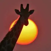 きりんの画像