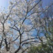 りぼる