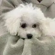 kiu