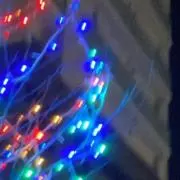 アビの画像
