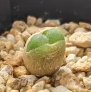 マウガニーの画像