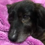 ふじゃもの画像