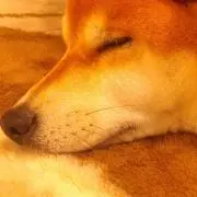 シバ