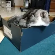 kuma