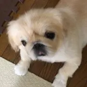 tkの画像