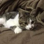 しーくん