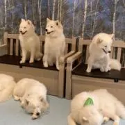 ねこまるの画像